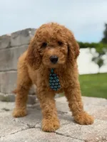 Emmett- F1b Medium , a male Goldendoodle for sale in Frostproof, FL – 9 of 10