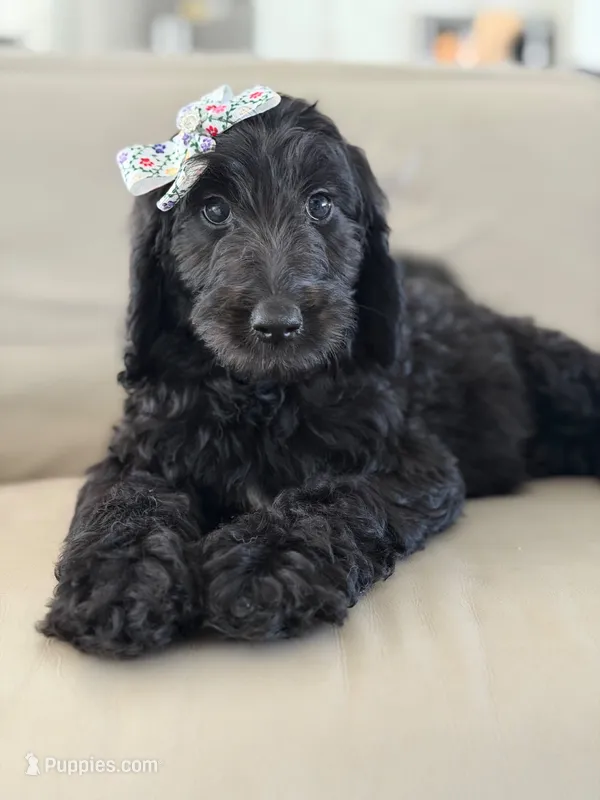 Adore- F1b Standard  – Goldendoodle puppy for sale in Frostproof, FL