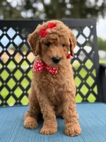 Sassy- F1b Medium , a female Goldendoodle for sale in Frostproof, FL – 4 of 10