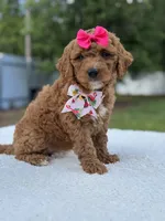 Tessa- F1b Mini , a female Goldendoodle for sale in Frostproof, FL – 3 of 10