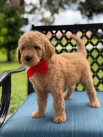Pickles- F1b Medium , a male Goldendoodle for sale in Frostproof, FL – 7 of 10