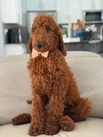 Griffin- F1b Standard , a male Goldendoodle for sale in Frostproof, FL – 6 of 10