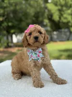 Trinity- F1b Mini , a female Goldendoodle for sale in Frostproof, FL – 4 of 10