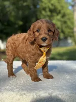 Teddy- F1b Mini , a male Goldendoodle for sale in Frostproof, FL – 6 of 10