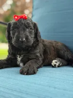 Opal- F1 Standard , a female Goldendoodle for sale in Frostproof, FL – 2 of 10