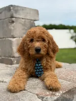 Emmett- F1b Medium , a male Goldendoodle for sale in Frostproof, FL – 3 of 10