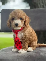 Bentley- F1bb Mini , a male Goldendoodle for sale in Frostproof, FL – 6 of 10