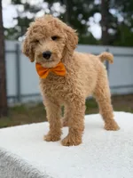 Ryder- F1b Medium , a male Goldendoodle for sale in Frostproof, FL – 2 of 10
