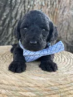 Axton- F1b Standard , a male Goldendoodle for sale in Frostproof, FL – 7 of 10