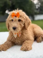 Ruby- F1b Medium , a female Goldendoodle for sale in Frostproof, FL – 8 of 9