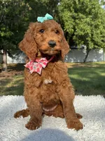 Celeste, a female Goldendoodle for sale in Frostproof, FL – 10 of 10