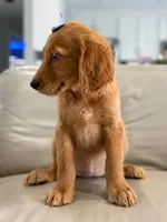 Arabella- F1 Standard 💜, a female Goldendoodle for sale in Frostproof, FL – 7 of 10