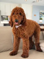 Graham- F1b Standard , a male Goldendoodle for sale in Frostproof, FL – 7 of 10