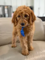Enzo- F1B Medium, a male Goldendoodle for sale in Frostproof, FL – 9 of 10