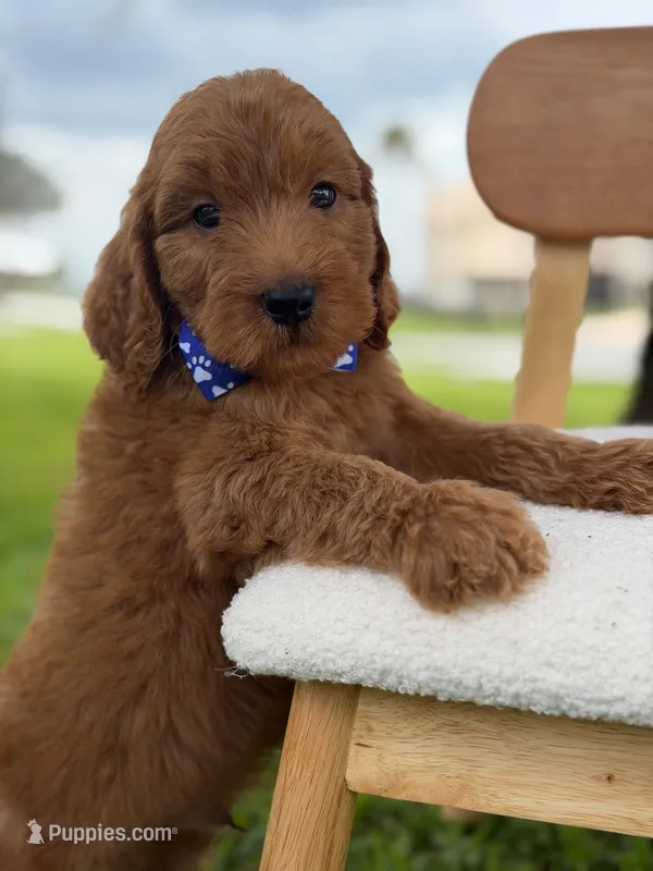 Luca- F1b Medium  – Goldendoodle puppy for sale in Frostproof, FL