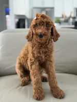 Capri- F1b Standard , a female Goldendoodle for sale in Frostproof, FL – 9 of 10