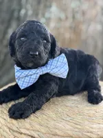 Axton- F1b Standard , a male Goldendoodle for sale in Frostproof, FL – 8 of 10