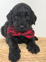Ames- F1b Standard , a male Goldendoodle for sale in Frostproof, FL – 5 of 10