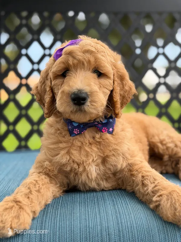 Dolly- F1b Medium  – Goldendoodle puppy for sale in Frostproof, FL