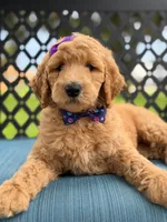 Dolly- F1b Medium , a female Goldendoodle for sale in Frostproof, FL – 1 of 10