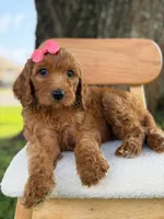 Savannah- F1b Standard , a female Goldendoodle for sale in Frostproof, FL – 9 of 10