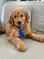 Enzo- F1B Medium, a male Goldendoodle for sale in Frostproof, FL – 8 of 10
