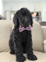 Ames- F1b Standard , a male Goldendoodle for sale in Frostproof, FL – 3 of 10