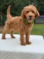Ranger- F1b Medium , a male Goldendoodle for sale in Frostproof, FL – 5 of 9