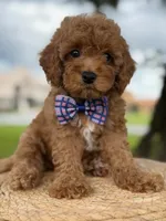 Minion- F1b Toy, a male Goldendoodle for sale in Frostproof, FL – 4 of 10