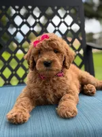 Giggles- F1b Medium , a female Goldendoodle for sale in Frostproof, FL – 3 of 10