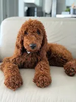 Graham- F1b Standard , a male Goldendoodle for sale in Frostproof, FL – 9 of 10