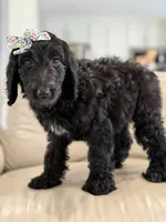 Adore- F1b Standard , a female Goldendoodle for sale in Frostproof, FL – 9 of 10