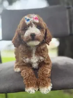Winnie- F1bb Mini , a female Goldendoodle for sale in Frostproof, FL – 4 of 10