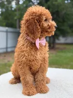 Maverick- F1b Standard , a male Goldendoodle for sale in Frostproof, FL – 5 of 9