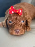 Summer- F1b Standard , a female Goldendoodle for sale in Frostproof, FL – 2 of 8
