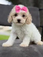 Daisy- F1bb Mini , a female Goldendoodle for sale in Frostproof, FL – 5 of 10