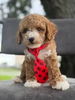 Bentley- F1bb Mini , a male Goldendoodle for sale in Frostproof, FL – 10 of 10
