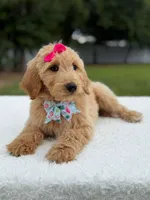 Reese- F1b Medium, a female Goldendoodle for sale in Frostproof, FL – 5 of 10