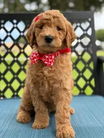 Sassy- F1b Medium , a female Goldendoodle for sale in Frostproof, FL – 9 of 10