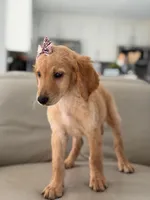 London- F1b Medium , a female Goldendoodle for sale in Frostproof, FL – 6 of 10