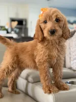 Lilah- F1b Medium, a female Goldendoodle for sale in Frostproof, FL – 3 of 10