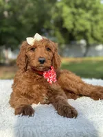Cupcake- F1b Standard , a female Goldendoodle for sale in Frostproof, FL – 10 of 10