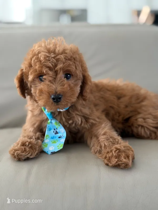 Jensen- F1b Mini – Goldendoodle puppy for sale in Frostproof, FL
