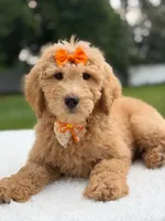 Ruby- F1b Medium , a female Goldendoodle for sale in Frostproof, FL – 1 of 9