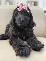 Diamond- F1 Standard, a female Goldendoodle for sale in Frostproof, FL – 7 of 10