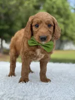 Aspen- F1 mini , a male Goldendoodle for sale in Frostproof, FL – 6 of 10