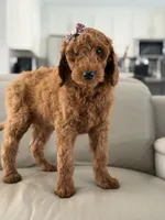Vienna- F1b standard , a female Goldendoodle for sale in Frostproof, FL – 10 of 10