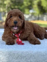 Cairo- F1b Mini, a male Goldendoodle for sale in Frostproof, FL – Photo 7 of 10