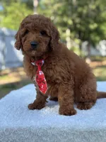 Cairo- F1b Mini, a male Goldendoodle for sale in Frostproof, FL – Photo 8 of 10