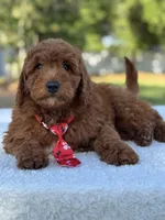 Cairo- F1b Mini, a male Goldendoodle for sale in Frostproof, FL – Photo 2 of 10